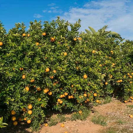 Casa La Naranja Boutique Pedreguer